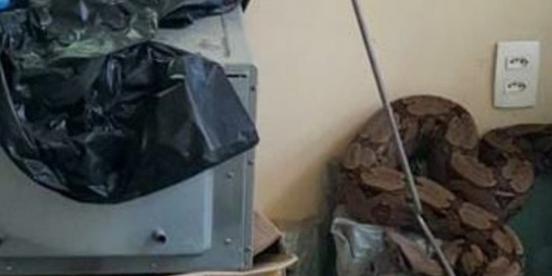 Funcion�rios encontram jiboia dentro de loja em Trancoso