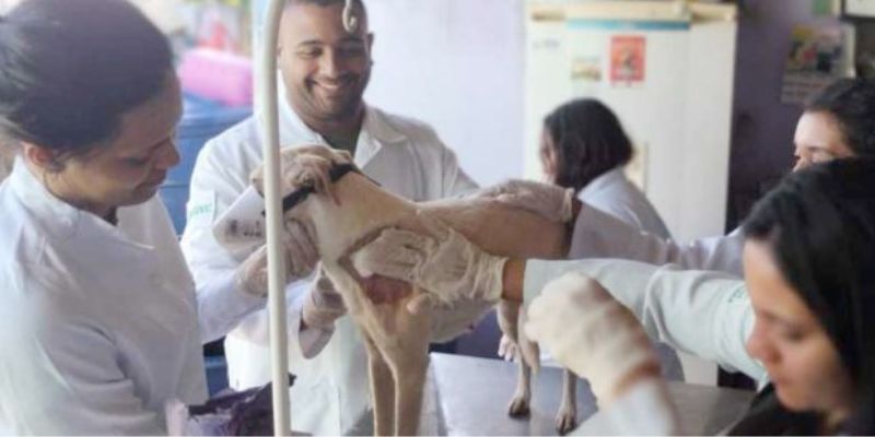 CONQUISTA: Por meio de decreto, Prefeitura regulamenta programa CASA e define como ser� atendimento de animais de rua