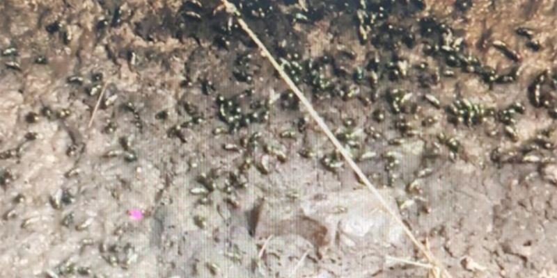 CIDADE: Est� dando o que falar o mosqueiro e mau cheiro que tem tomado conta dos arredores do restaurante popular de Vit�ria da Conquista