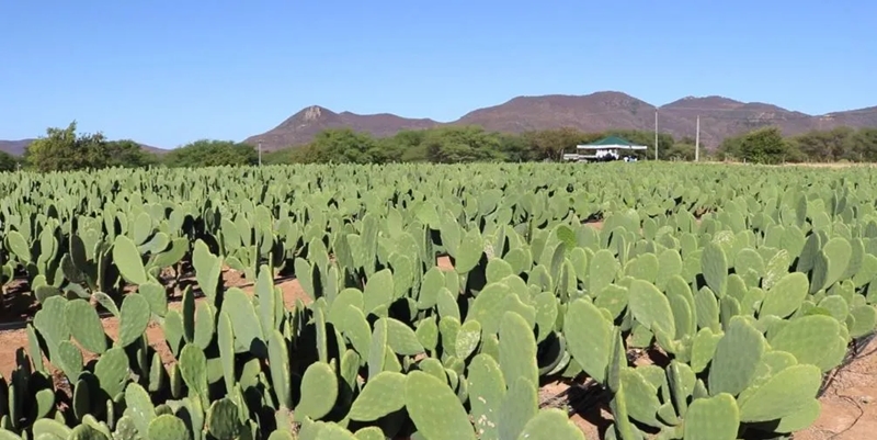 IF Baiano inscreve at� domingo para Mestrado Profissional em Guanambi